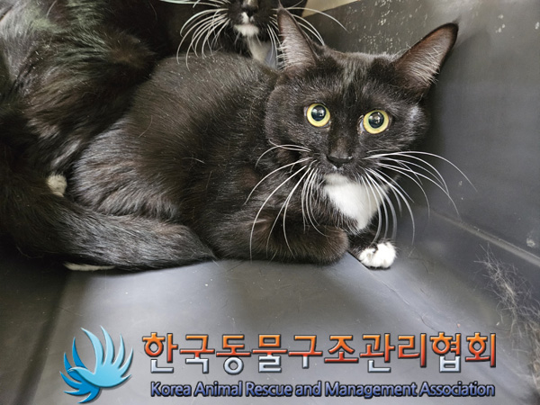 한국동물구조관리협회_411315202400695